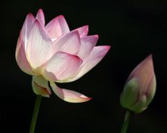 Tapeta Nature Flowers 215.jpg